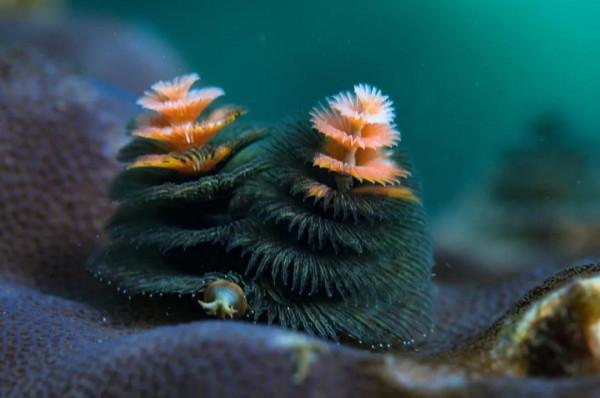 海洋探索｜海底綻放的&OpenCurlyDoubleQuote;聖誕樹&rdquo;&mdash;&mdash;大旋鰓蟲