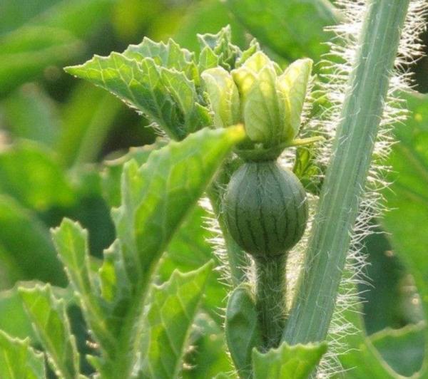 種不出瓜果怎麼辦?注意催芽過程的3個方面,不怕種子不發芽 種不出瓜果怎麼辦?注意催芽過程的3個方面,不怕種子不發芽