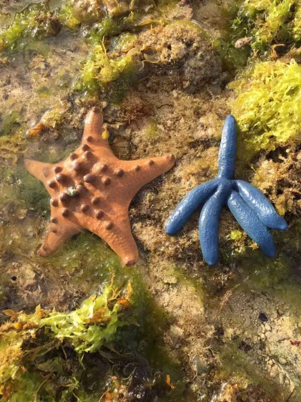 菲律賓—薄荷島遊記 菲律賓—薄荷島遊記