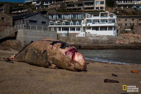 這座“海上的布達拉”,被他們淨化了 這座“海上的布達拉”,被他們淨化了