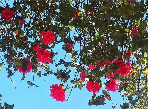 深山瑰寶！藏在雲南哀牢山中的古樹名木