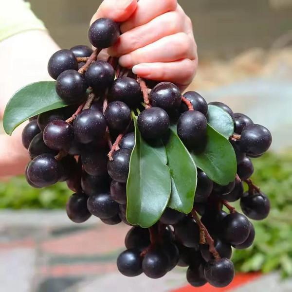 雲南的各種奇葩水果，吃法獨特，我還能叫出17種，都認識算你厲害