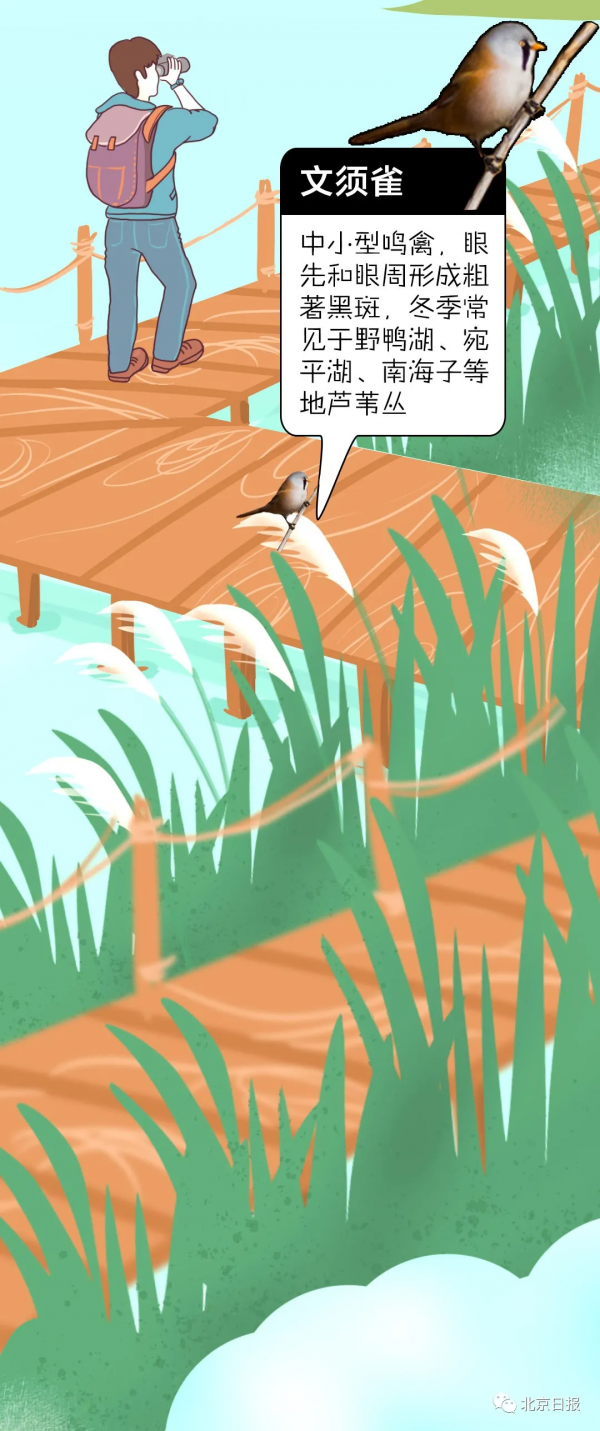 北 京 百 鳥 圖 鑑