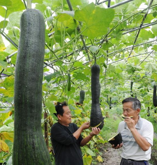 神奇的蔬菜“砍瓜”：隨吃隨砍、砍後能長出來，一株就夠全家人吃