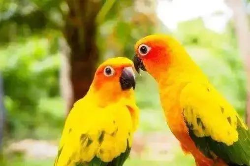 漂亮的愛情鳥---文鳥