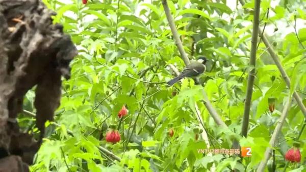 210種鳥類！高黎貢山百鳥谷，各地觀鳥愛好者打卡地，太美了