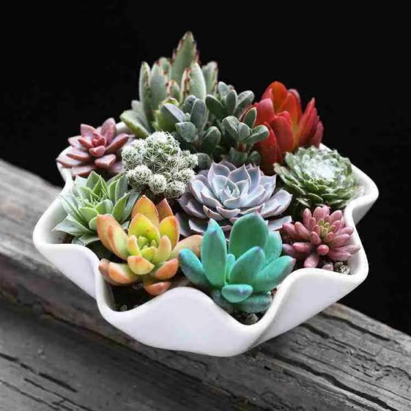 神奇的大自然之多肉植物！竟然很多都沒見過！太神奇了！（下）