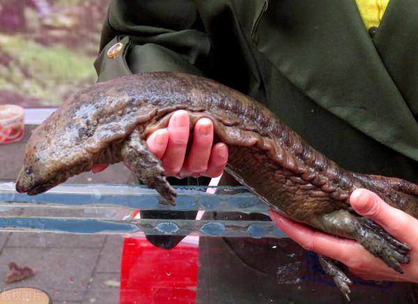 秦嶺娃娃魚被濫捕，野生數量減少8成，暴利背後是怎樣的危機？