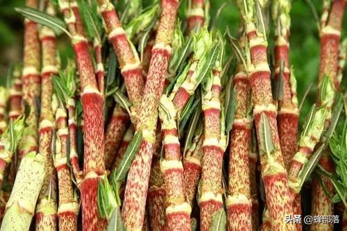 長出來會使地面破裂，農藥也毒不死的酸筒杆，乾貨價格50元1斤