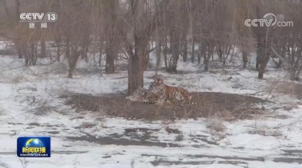 &OpenCurlyDoubleQuote;東北虎全球徵名活動&rdquo;結果揭曉