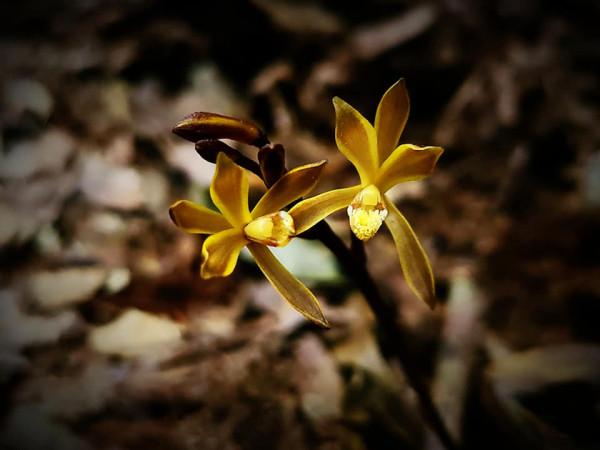 深谷幽蘭之 杉野氏皿柱蘭