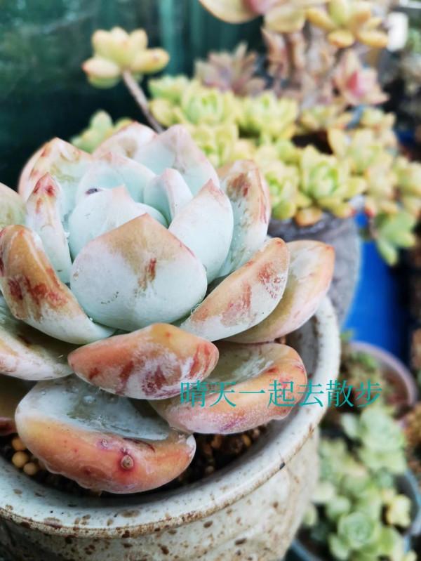 我言秋日勝春朝