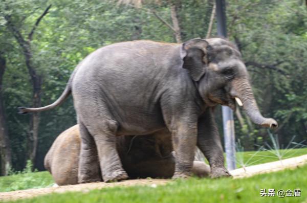 野生動物園的動物惹人喜愛,遊人對每一種動物都充滿興趣 野生動物園的動物惹人喜愛,遊人對每一種動物都充滿興趣