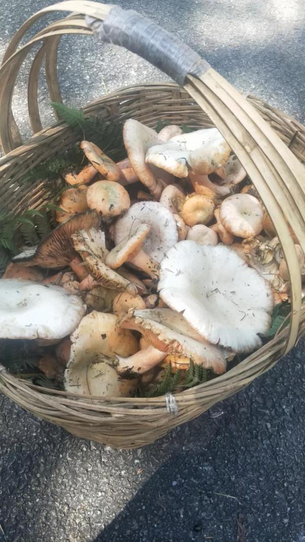 看看這個菌多嗎 看看這個菌多嗎