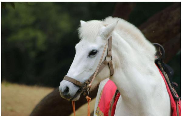 因拍《西遊記》被除去軍籍，最終落得屍骨無存，白龍馬的悲慘一生