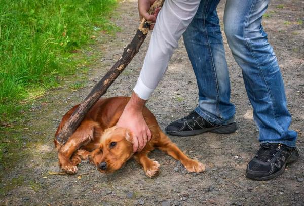 被惡狗攻擊怎麼辦?注意兩點,不要“站著不動”和“轉身就跑” 被惡狗攻擊怎麼辦?注意兩點,不要“站著不動”和“轉身就跑”