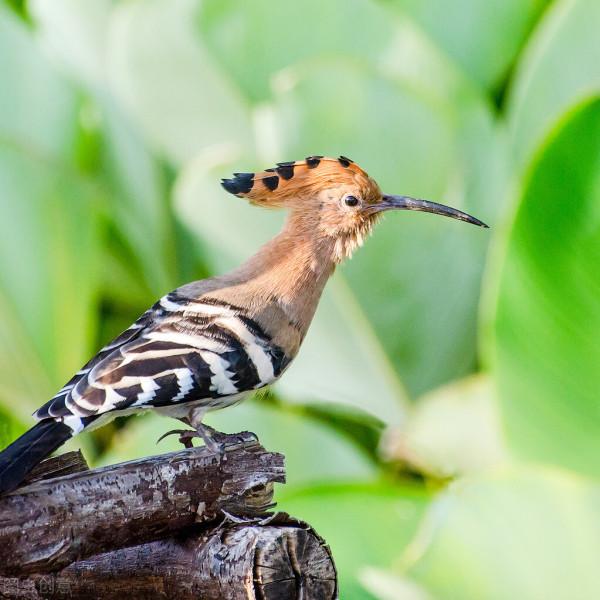 啄木鳥究竟是森林醫生,還是樹木殺手?它到底是益鳥還是害鳥? 啄木鳥究竟是森林醫生,還是樹木殺手?它到底是益鳥還是害鳥?