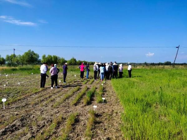 黑龍江省種紫花苜蓿草的體會