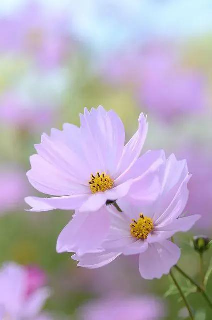 分享40多種美麗的鮮花