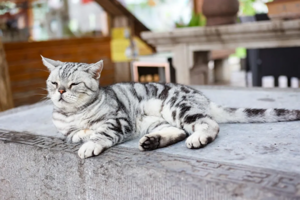 我,馬都督,是不會失寵的 我,馬都督,是不會失寵的