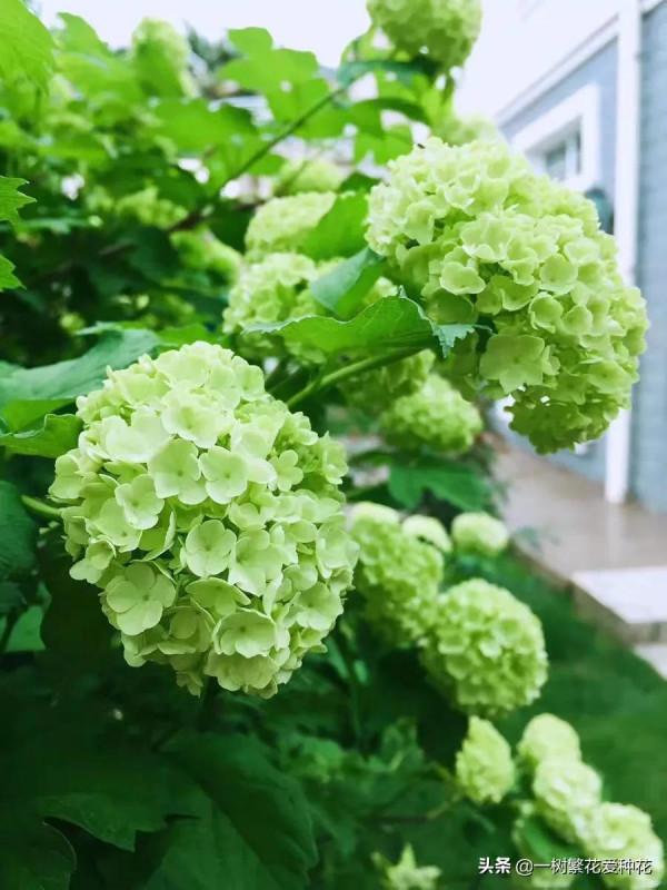 花比足球大的繡球，鬥球、麻球、歐繡球區別是什麼，選合適自家的