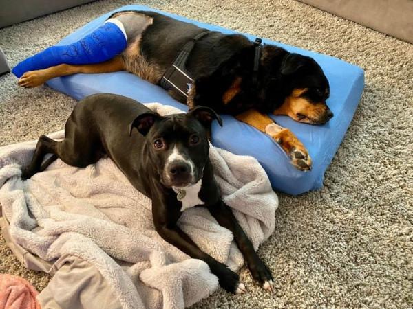 18 只動物找到了他們的好朋友,現在無法與他們分開 18 只動物找到了他們的好朋友,現在無法與他們分開