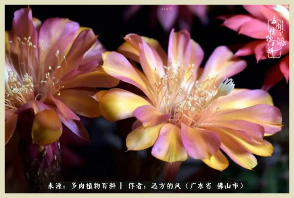 我若盛開，蝴蝶愛來不來