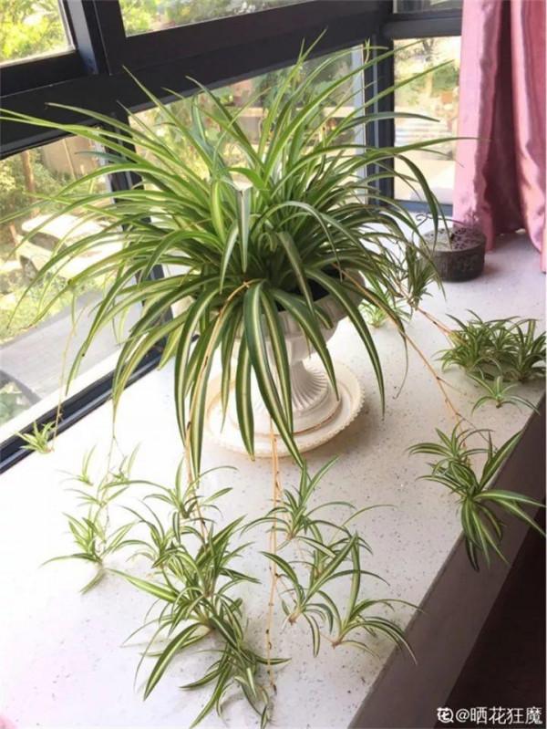 淘米水加點料,沒有異味,肥效能翻10倍,養啥花都旺 淘米水加點料,沒有異味,肥效能翻10倍,養啥花都旺