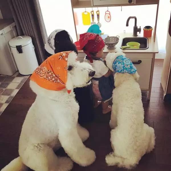 日本奶奶分享小孫女和三隻大狗狗的日常，治癒了56萬+網友…