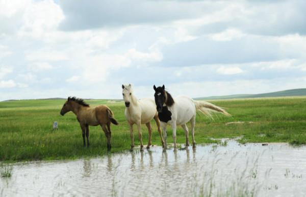 我國最長省區有多長？邊界與8省相連，面積可裝下7省1個直轄市