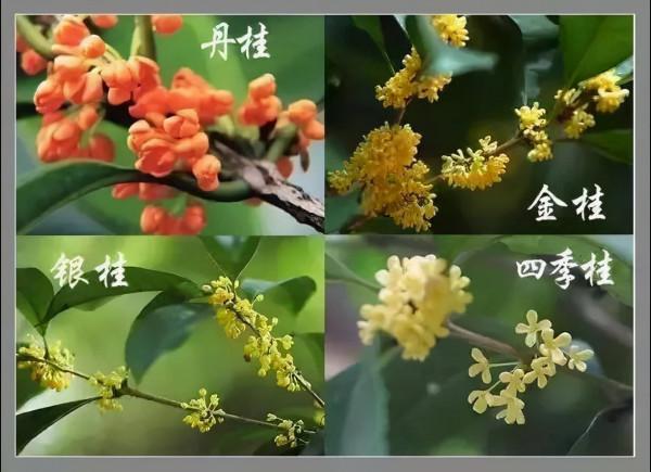 人養花，花亦養人！8種能“吃”的花，漂亮又美味，建議養一盆