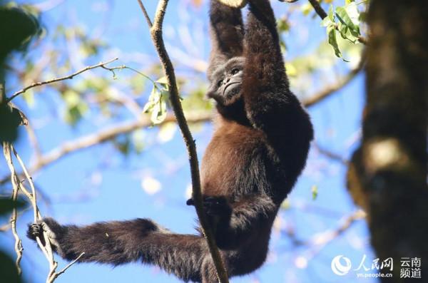 “願千山長青 猿聲長鳴”——他們與自然和諧共生 “願千山長青 猿聲長鳴”——他們與自然和諧共生