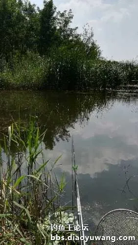 接窩釣草洞，釣魚王威風