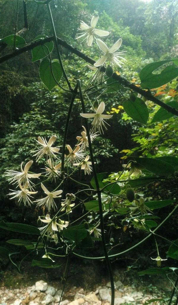 養花就是養心，愛養花的人心態是靜，心情是美好，也可稱是高大尚