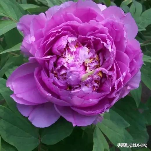 漂亮的芍藥花欣賞