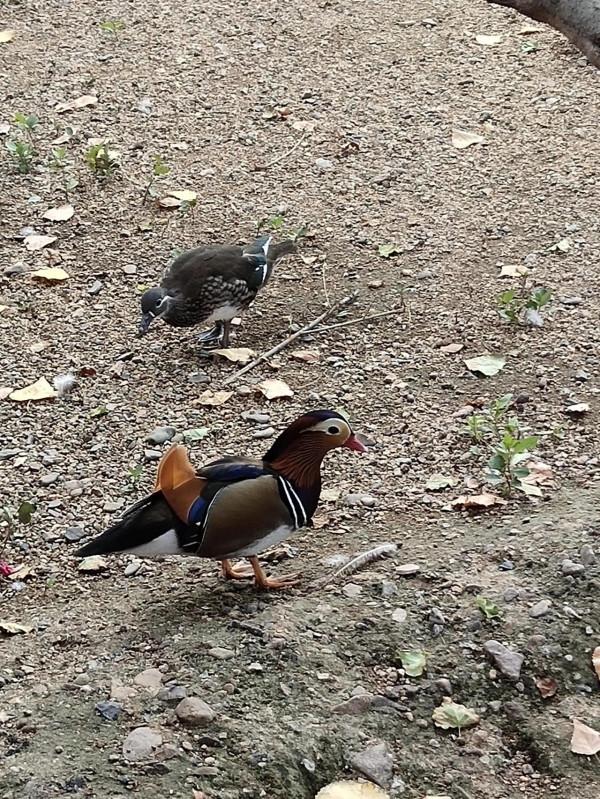 只羨鴛鴦不羨仙，是不對的