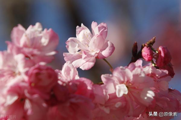 純潔、決絕，櫻花之關山櫻