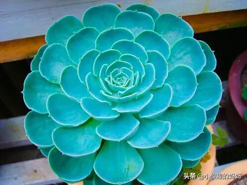 分享——石蓮花