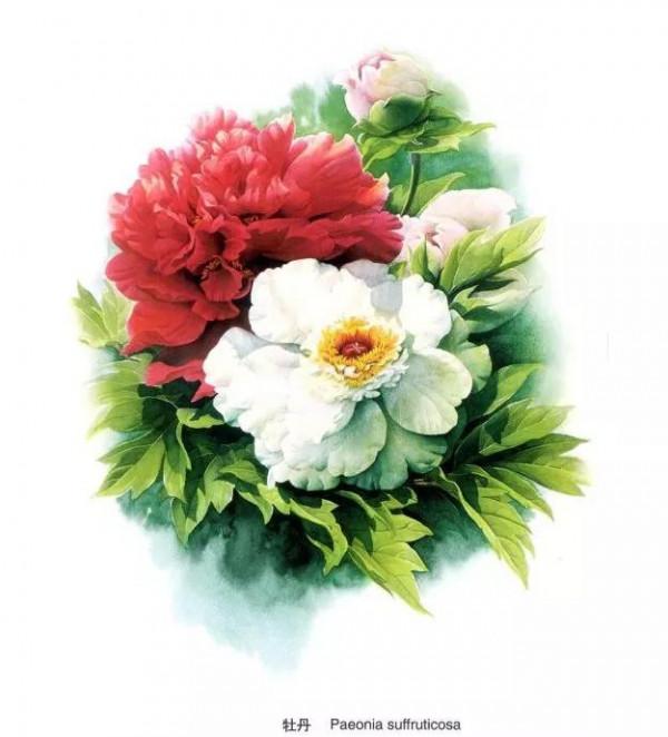 中國動植物畫第一人，曾孝濂極品工筆畫