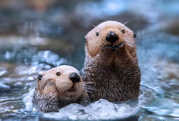 海獺蠢萌的外表下,隱藏了可怕的繁殖過程,是不折不扣的黑暗王者 海獺蠢萌的外表下,隱藏了可怕的繁殖過程,是不折不扣的黑暗王者