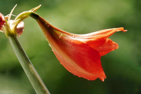 50種冬季裡開放的花卉，這些花最合適在冬季裡養