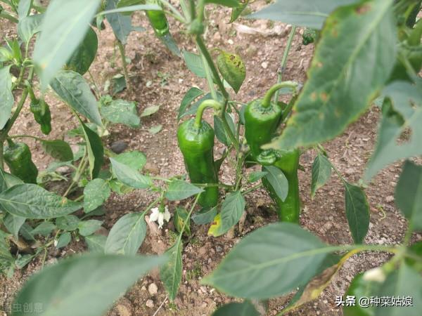 冬季蔬菜比較貴,自己在家種菜會不會省點錢,怎麼種? 冬季蔬菜比較貴,自己在家種菜會不會省點錢,怎麼種?