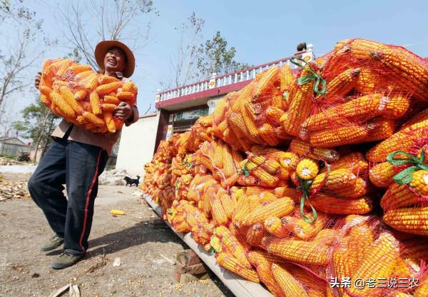 玉米早收沒有晚收好？晚收真的能高產？玉米什麼時候收穫產量最高