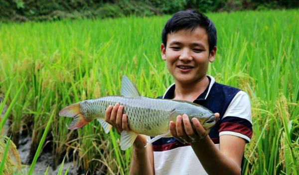 曾經火遍全國的“稻田養魚”,現在為何沒人養了?老農:我太累了 曾經火遍全國的“稻田養魚”,現在為何沒人養了?老農:我太累了