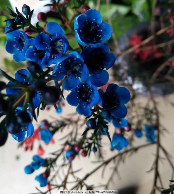 分享一組美輪美奐的藍色花