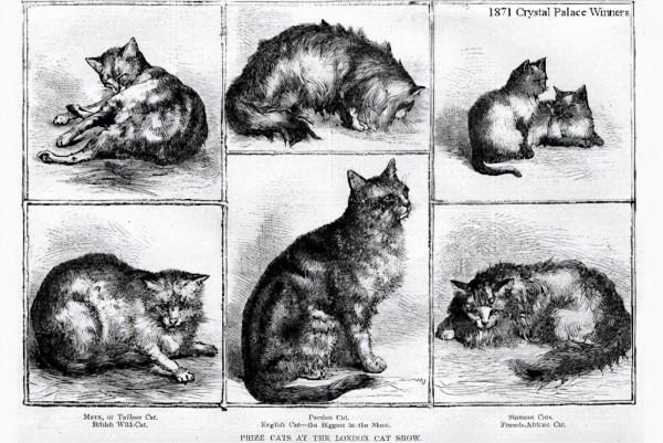 10000年,是我們馴化了貓,還是貓馴化了我們? 10000年,是我們馴化了貓,還是貓馴化了我們?