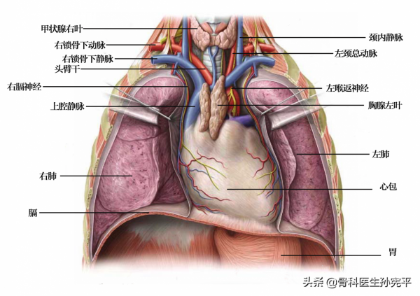 解剖圖譜｜堪稱經典的心臟解剖圖譜，力薦收藏