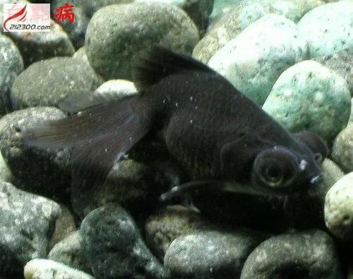 養金魚過程中你不得不接觸的魚病之白點 養金魚過程中你不得不接觸的魚病之白點
