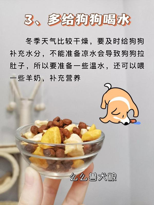 你還在這樣養狗！小心丟了狗命