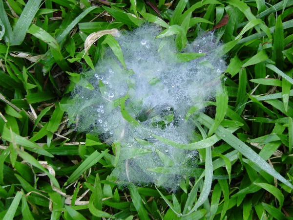 神奇的蜘蛛 神奇的蜘蛛